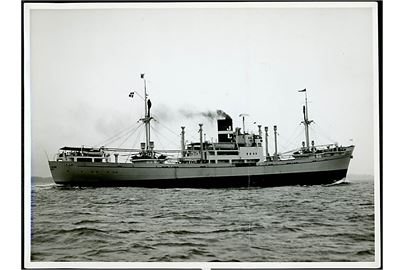 Leena Dan, M/S, Rederiet J. Lauritzen, bygget på Aalborg værft 1949. Fotografi 18x23 cm. Fold.