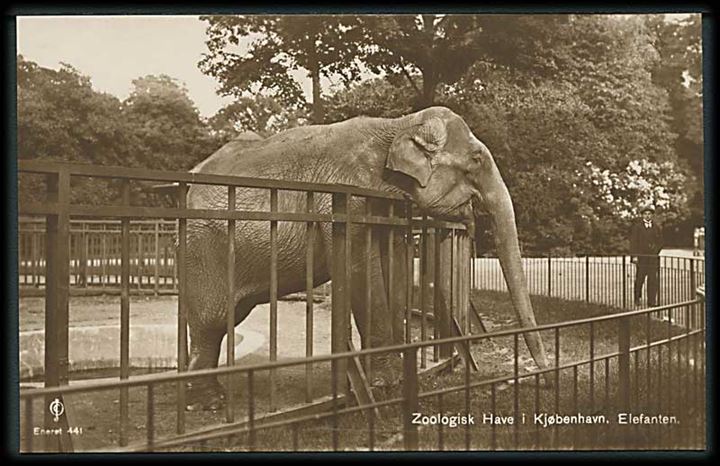 Elefanten i Zoologisk have i København. Fotokort. J. Chr. Olsen no. 441.