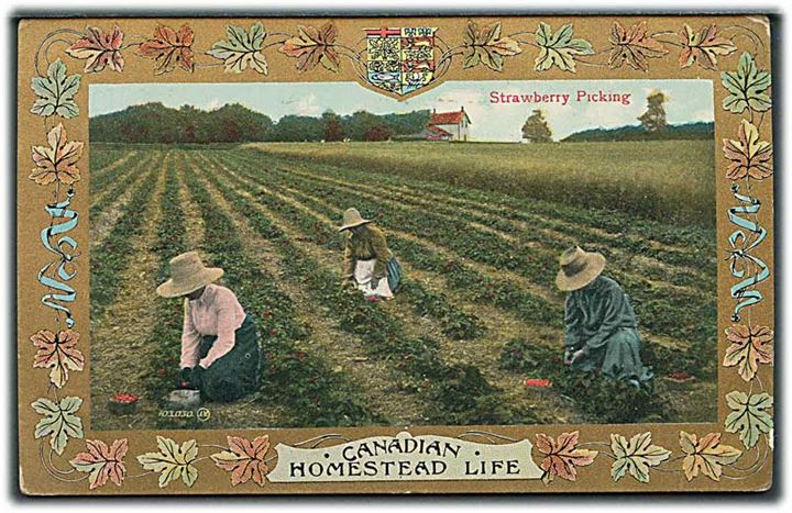 Strawberry Picking. Canadian homestead life. Valentine & Sons no. 103.030.