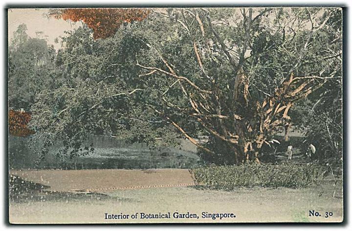Interior of Botanical Garden, Singapore. No. 30. 