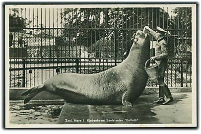 Zoologisk Have i Kjøbenhavn: Søelefanten Goliath bliver fodret. Har været opklæbet. Fotokort u/no.  