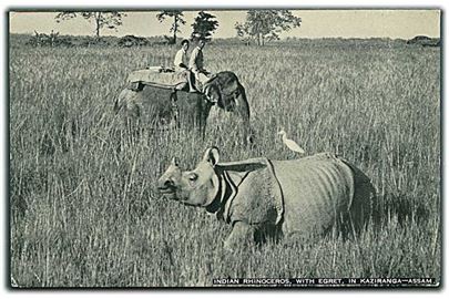 Indian Rhinoceros, With Egret in Kaziranga - Assam. Riding Elephant in background. E. P. Gee, Indian Wild Life Series no. 2. 