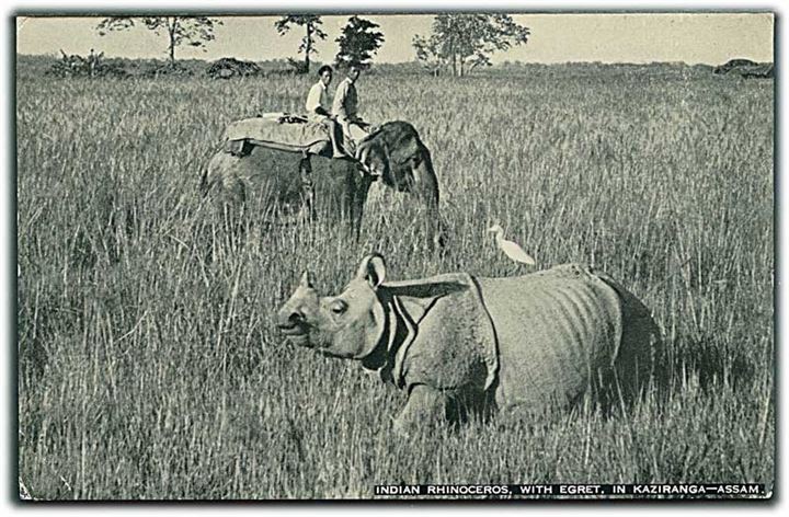 Indian Rhinoceros, With Egret in Kaziranga - Assam. Riding Elephant in background. E. P. Gee, Indian Wild Life Series no. 2. 
