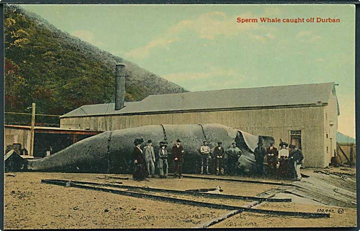 Fanget kaskelot hval i Durban, Sydafrika. Valentine u/no.