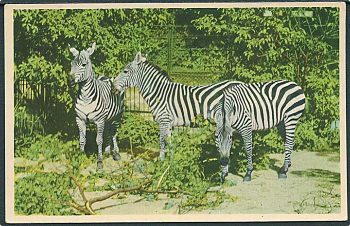 Bohm zebraer i København Zoo. K. Witt-Møller no. 6700-70.