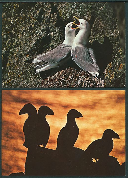 6 kort med færøske fugle. R.T. Andersen no. 2, 4, 5, 7, 8 og 13.