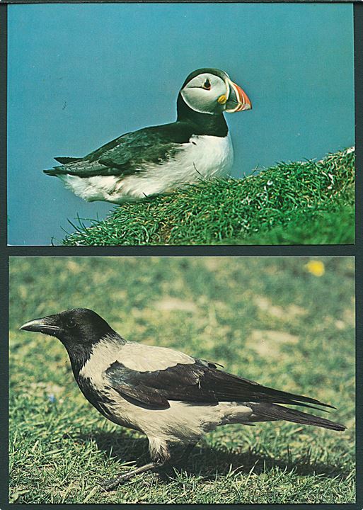 6 kort med færøske fugle. R.T. Andersen no. 2, 4, 5, 7, 8 og 13.