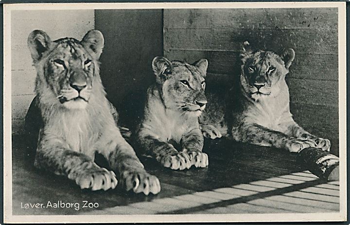 Løverne i Aalborg Zoo. Stenders no. 76050.