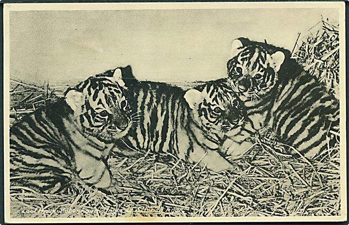 Sibirisk tigre killinger i København Zoo. Stenders no. 84653.
