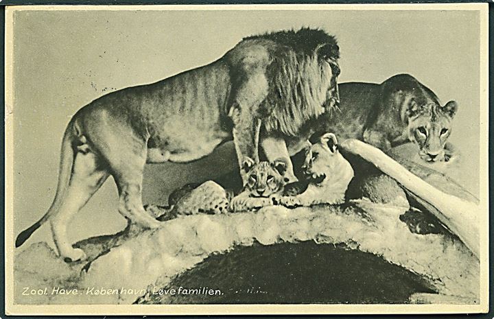 Løve familien i Zoologisk Have, København. Stenders no. 90915.