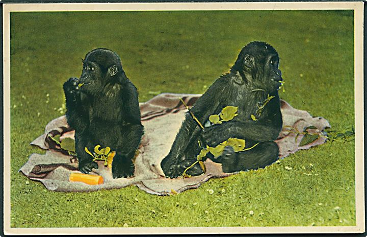Gorillaungerne Grisby og Abong M'Bang i Københavns Zoologiske Have. K Witt Møller, serie no. 6700-258.