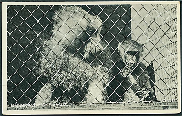Aalborg, Zoo med bavianerne. L. C. Lauritzen no. 76046. Kvalitet 7