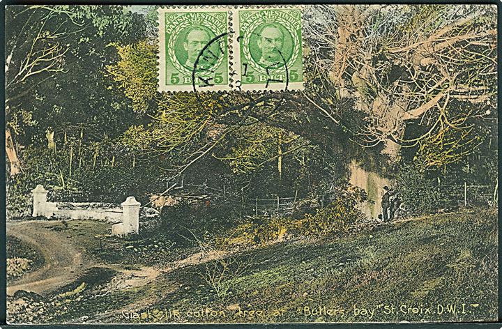 D.V.I., St. Croix, Butlers Bay med kæmpe bomuldstræ. A. Ovesen no. 12. Sendt til Østrig. Kvalitet 9