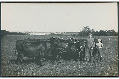 Drenge på marken med køerne. Sted ukendt. Fotokort u/no. 