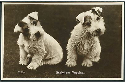 Sealyham Puppies. Beskrivelse på adressesiden af hunderacen. Valentine's no. 5850/L. Fotokort. 