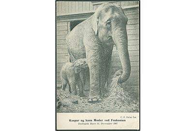 Elefanterne Kaspar og hans Moder ved frokosten. Zoologisk Have 14 December 1907. C. F. Heise. J. C. Qvist & Komp u/no. 