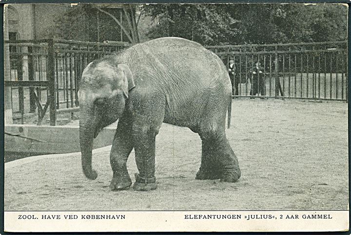 Elefantungen Julius 2 aar gammel. Zoologisk have ved København. U/no. 
