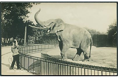 Elefanten Jumbo paa aaben Arena. Zoologisk Have no. 10. Fotokort. 