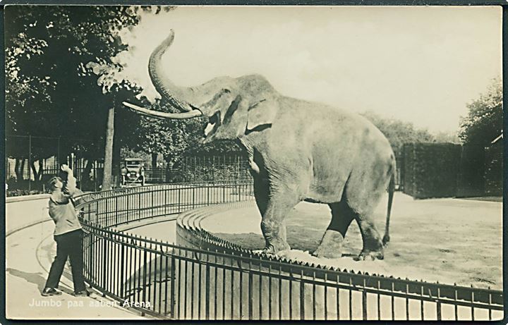 Elefanten Jumbo paa aaben Arena. Zoologisk Have no. 10. Fotokort. 