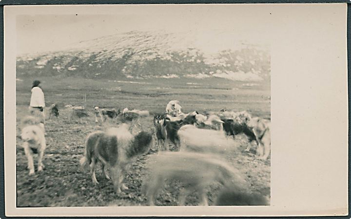 Thule, slædehunde. Fra Inspektionsskibet “Islands Falk”s togt 1925. Fotokort u/no. Kvalitet 8