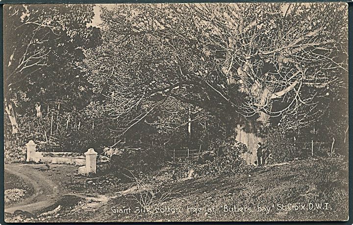 D.V.I., St. Croix, Butlers Bay med silk cotton tree. A. Ovesen no. 12. Kvalitet 8