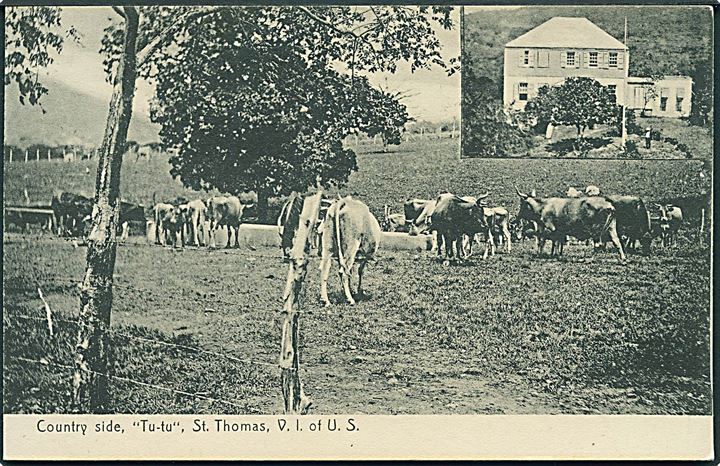 D.V.I., St. Thomas. “Tu-tu” estate med kvæg. Lightbourn U/no. Kvalitet 9