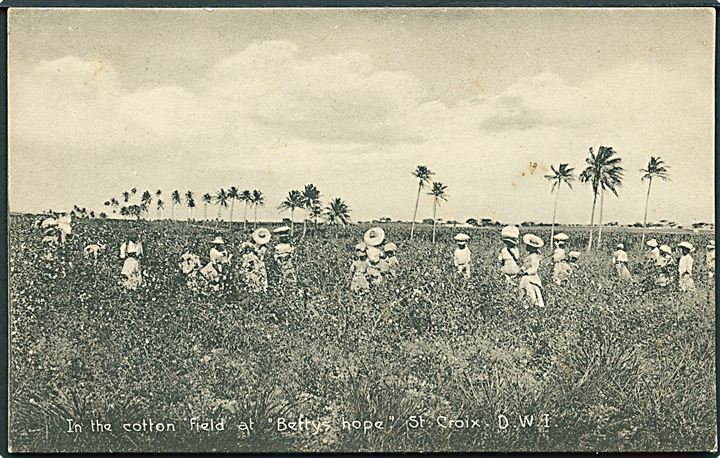 D.V.I., St. Croix, Bettys Hope. Cotton Fields. A. Ovesen no. 18. Kvalitet 8