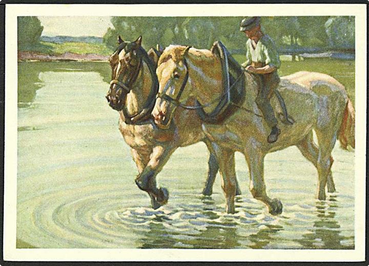 Hestene vandes. U/no.