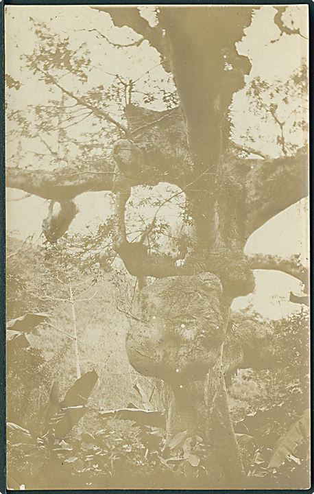 D.V.I., foto. Kroget træ. Fotokort u/no. Kvalitet 8