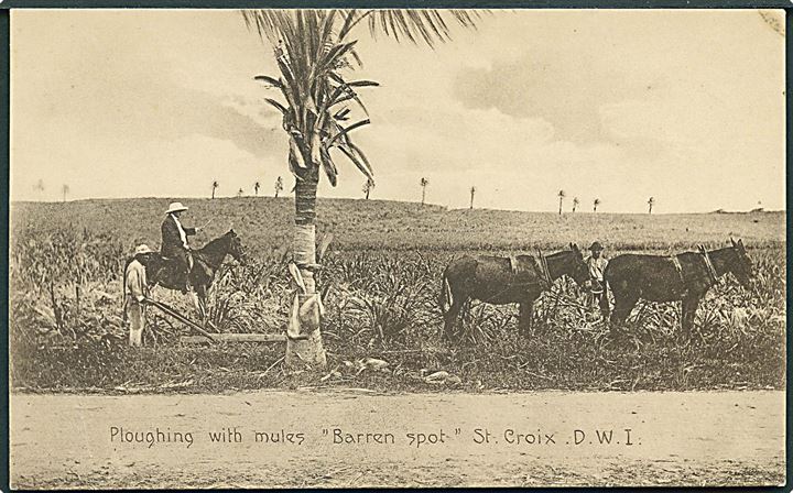 D.V.I., St. Croix, Barren Spot, ploughing with mules. A. Ovesen no. 26. Kvalitet 8