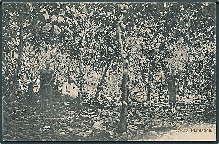 Vestafrika. Cocoa Plantation. Basel Mission Accra no. 16.