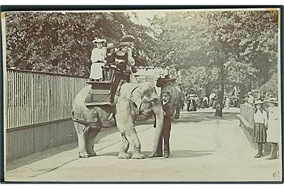 A. & G. Taylors Reality Series:  Elefant ture. Fotokort. Pictorial Postcards 70 & 78. 