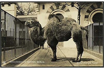 Kamel i Berlin Zoologiske Have. NPG u/no.