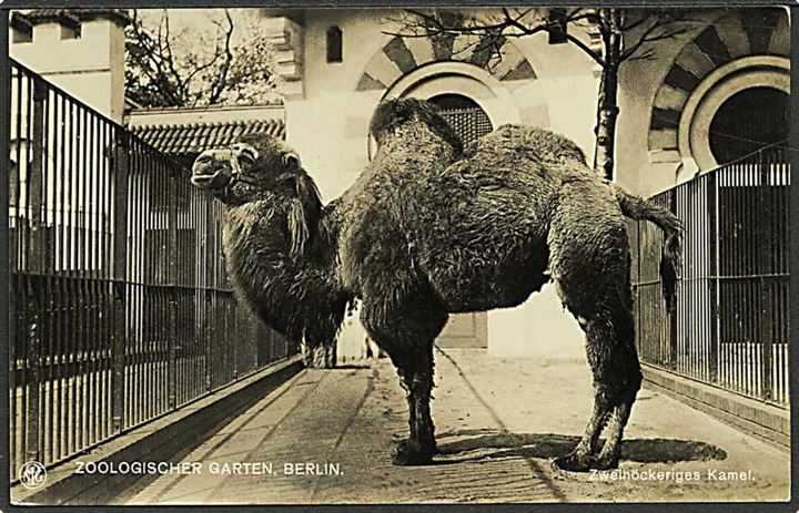 Kamel i Berlin Zoologiske Have. NPG u/no.