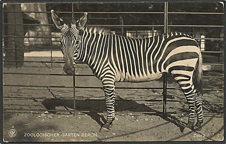 Zebra i Berlin Zoologiske Have. NPG u/no.