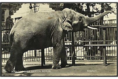 Elefant i Berlin Zoologiske Have. NPG u/no.