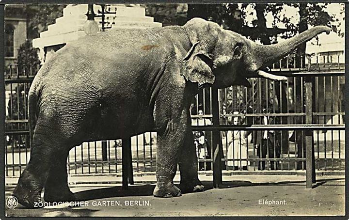 Elefant i Berlin Zoologiske Have. NPG u/no.