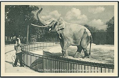 Zoologisk Have i Kjøbenhavn. Elefanten Jumbo paa aaben Arena. Stenders no. 10. 