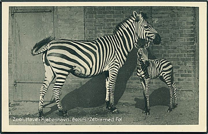 Zoologisk Have i Kjøbenhavn. Bøhm - Zebra med føl. Stenders no. 70565. 