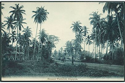 Cocoanut Plantation, Singapore. U/no. 