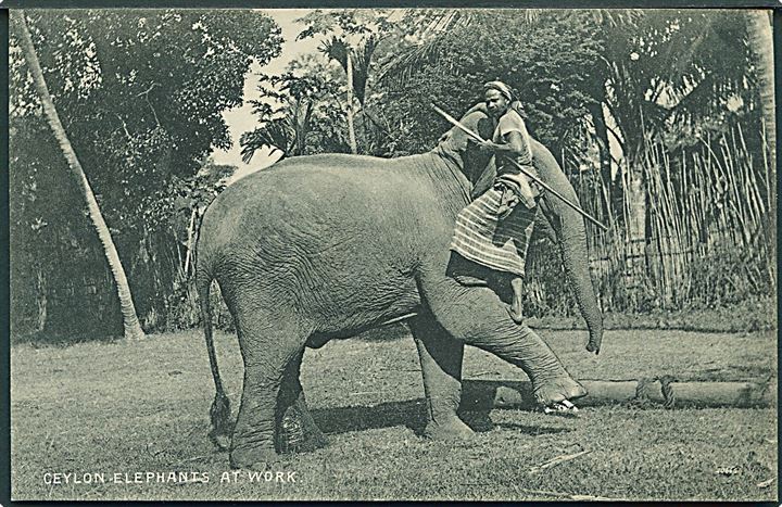 Ceylon Elephants at work. Platé & Co. no. 223. 