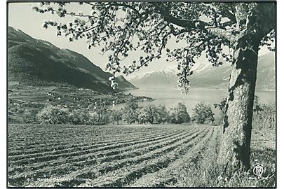 Hardanger i blomst, Norge. B. Oppi no. 8-2. Fotokort. 