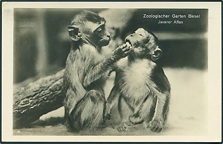 Javaner Affen, Zoologischer Garten i Basel, Schweiz. Fotokort. H. no. 10. 